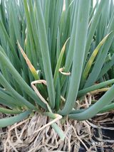 팜모닝 자유주제·자유게시판 게시글 이미지