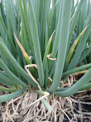 화우농원님의 자유주제 · 자유게시판 작성글 사진