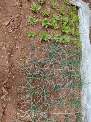 별빛농장지기님의 자유주제 · 자유게시판 작성글 사진