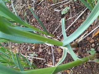 김민수산에서농사중님의 자유주제 · 자유게시판 작성글 사진