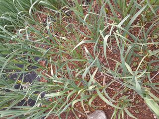 김민수산에서농사중님의 자유주제 · 자유게시판 작성글 사진