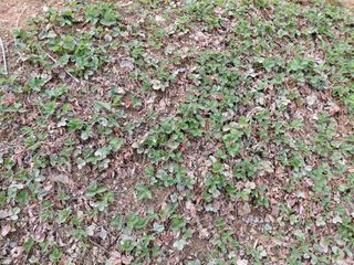 별빛농장지기님의 자유주제 · 자유게시판 작성글 사진