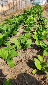 팜모닝 자유주제·자유게시판 게시글 이미지