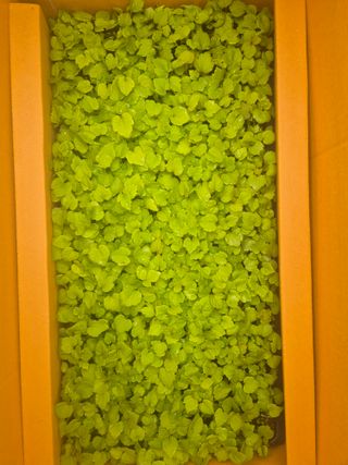 병풍취산채농원님의 자유주제 · 자유게시판 작성글 사진