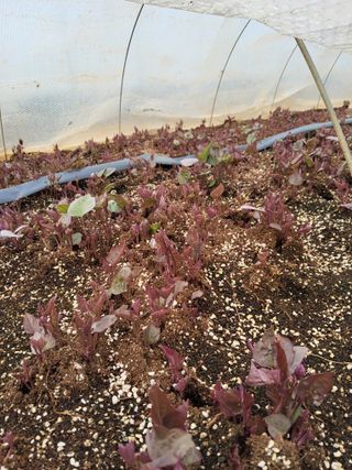 당진수농원박선이님의 자유주제 · 자유게시판 작성글 사진