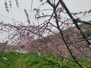 김안식~납작복숭아님의 자유주제 · 자유게시판 작성글 사진