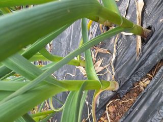 김민수산에서농사중님의 자유주제 · 자유게시판 작성글 사진