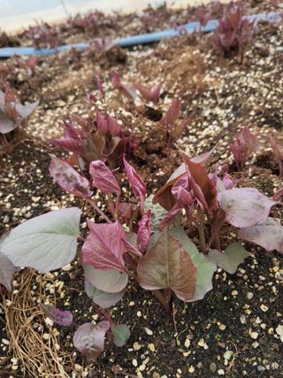 당진수농원박선이님의 자유주제 · 자유게시판 작성글 사진