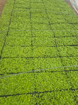 병풍취산채농원님의 자유주제·자유게시판 작성글 사진