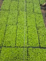 병풍취산채농원님의 자유주제·자유게시판 작성글 사진