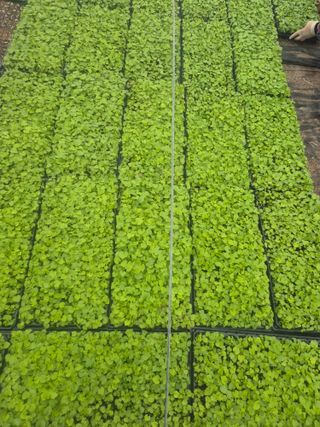 병풍취산채농원님의 자유주제 · 자유게시판 작성글 사진