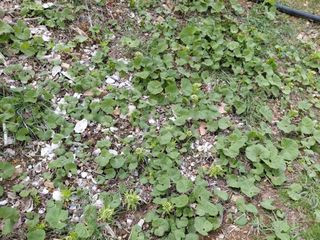 별빛농장지기님의 자유주제 · 자유게시판 작성글 사진