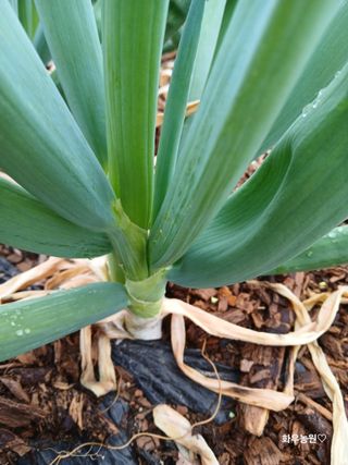 화우농원님의 자유주제 · 자유게시판 작성글 사진