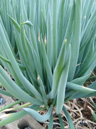 화우농원님의 자유주제 · 자유게시판 작성글 사진