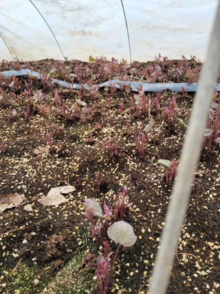 당진수농원박선이님의 자유주제 · 자유게시판 작성글 사진