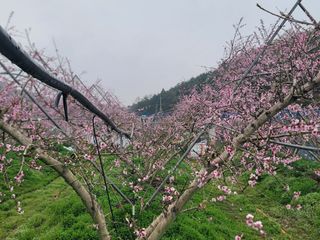 김안식~납작복숭아님의 자유주제 · 자유게시판 작성글 사진