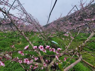 김안식~납작복숭아님의 자유주제 · 자유게시판 작성글 사진