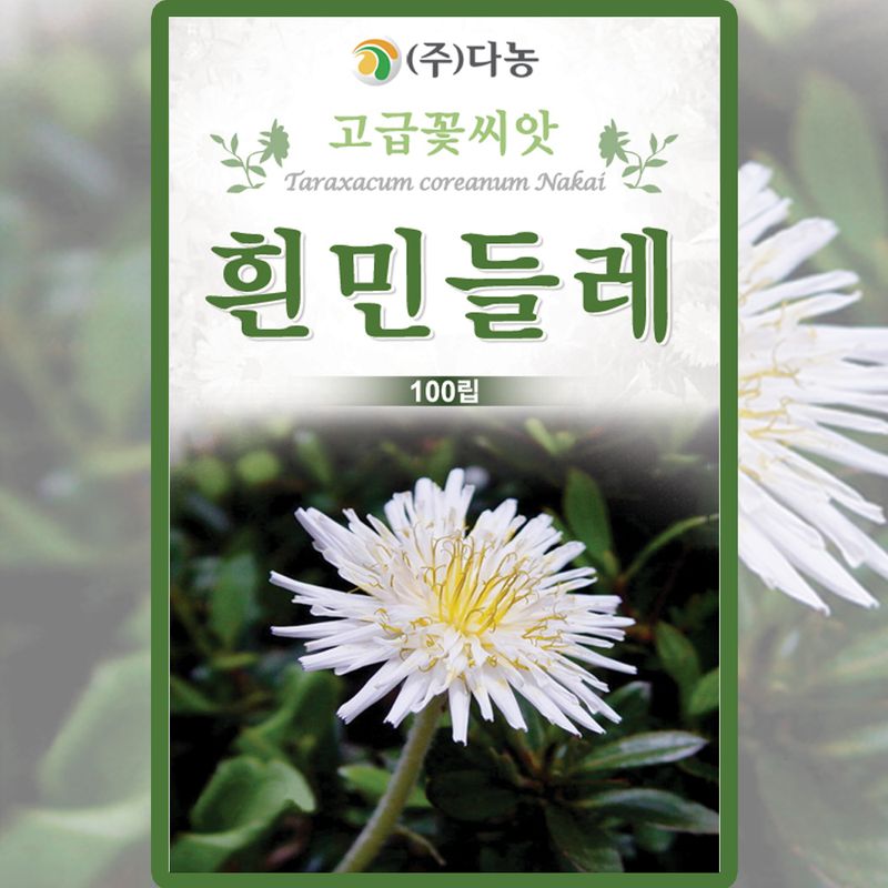장터 상품 [흰민들레 씨앗 100립 하얀 민들레 꽃씨 약초 종자 ] 썸네일