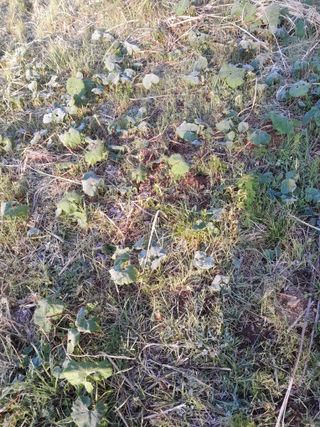 김민수산에서농사중님의 자유주제 · 자유게시판 작성글 사진