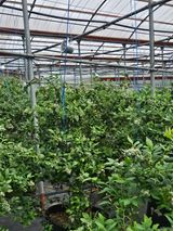 제주 지안이네농장님의 자유주제·자유게시판 작성글 사진