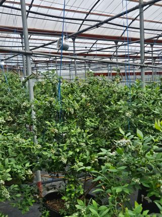 제주 지안이네농장님의 자유주제 · 자유게시판 작성글 사진