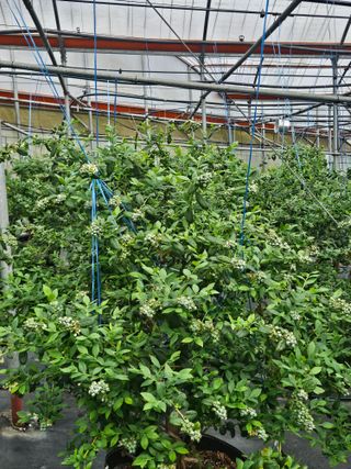 제주 지안이네농장님의 자유주제 · 자유게시판 작성글 사진