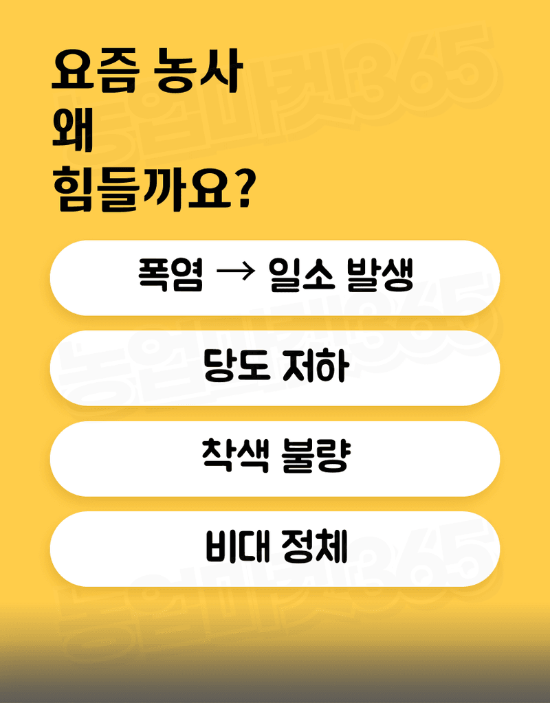 농업마켓365님의 장터 판매 상품 [융전 피틴골드S 액제 1L 피틴산 쌀눈추출물 비대제 당도제 착색제 식물영양제 비료] 첨부 사진