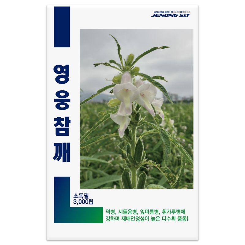 산들마켓,씨앗마켓님의 장터 판매 상품 [영웅참깨 코팅씨앗 3000립 + 사은품 김장무 씨앗 증정] 첨부 사진
