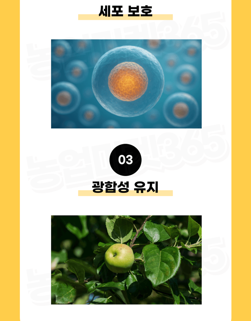 농업마켓365님의 장터 판매 상품 [융전 피틴골드S 액제 1L 피틴산 쌀눈추출물 비대제 당도제 착색제 식물영양제 비료] 첨부 사진