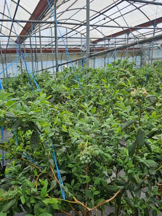 제주 지안이네농장님의 자유주제 · 자유게시판 작성글 사진