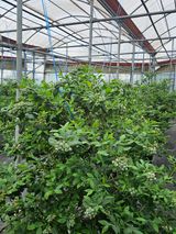 제주 지안이네농장님의 자유주제·자유게시판 작성글 사진