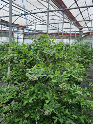 제주 지안이네농장님의 자유주제 · 자유게시판 작성글 사진