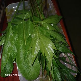 삼성농산님의 자유주제 · 자유게시판 작성글 사진