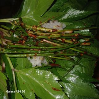 삼성농산님의 자유주제 · 자유게시판 작성글 사진