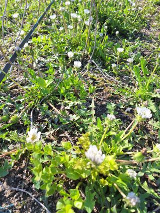 (복조리농장)김찬두님의 자유주제·자유게시판 작성글 사진