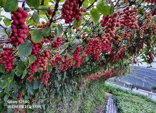 (복조리농장)김찬두님의 자유주제 · 자유게시판 작성글 사진