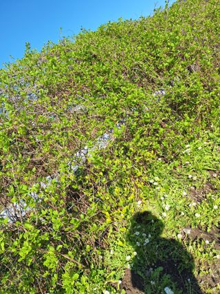 (복조리농장)김찬두님의 자유주제 · 자유게시판 작성글 사진