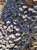 천호산인님의 자유주제·자유게시판 작성글 사진