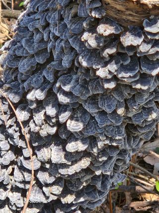 천호산인님의 자유주제 · 자유게시판 작성글 사진