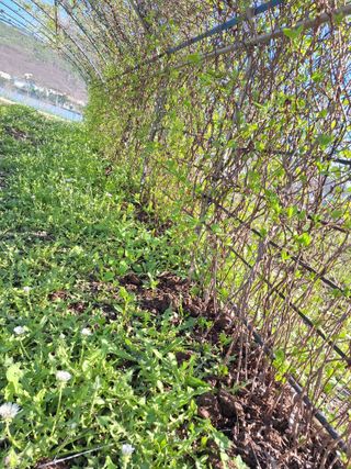 (복조리농장)김찬두님의 자유주제 · 자유게시판 작성글 사진