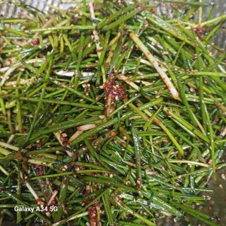 삼성농산님의 자유주제·자유게시판 작성글 사진