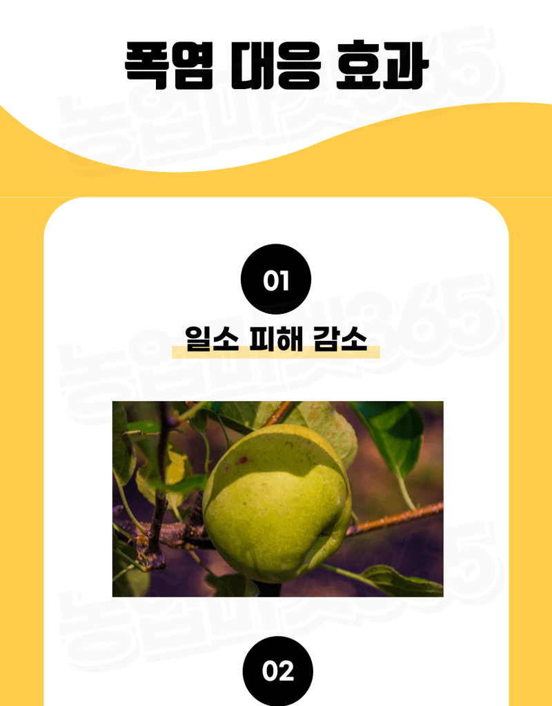 농업마켓365님의 장터 판매 상품 [융전 피틴골드S 액제 1L 피틴산 쌀눈추출물 비대제 당도제 착색제 식물영양제 비료] 첨부 사진