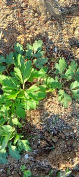 팜모닝 자유주제·자유게시판 게시글 이미지