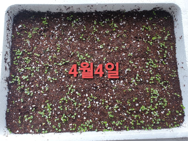 황강순님의 장터 판매 상품 [잔대씨앗 ] 첨부 사진