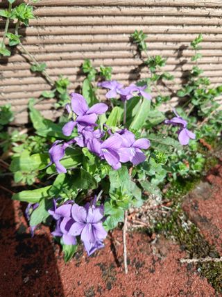 연향님의 자유주제 · 자유게시판 작성글 사진