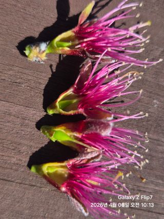 동우농장(김대욱)님의 복숭아 · 자유게시판 작성글 사진