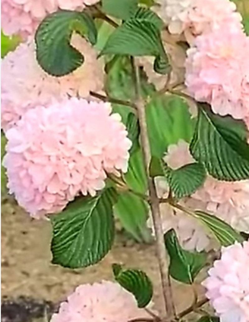 사랑꽃농장님의 장터 판매 상품 [분홍 설구화 묘목4개(집에 꼭 심어야할 꽃나무)] 첨부 사진