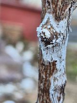 (이한열)바다그림님의 자유주제·자유게시판 작성글 사진