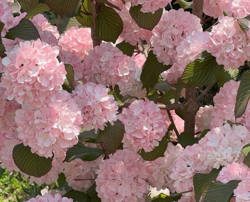 사랑꽃농장님의 장터 판매 상품 [분홍 설구화 묘목4개(집에 꼭 심어야할 꽃나무)] 첨부 사진