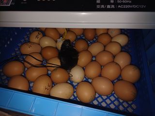 갓바위님의 자유주제 · 자유게시판 작성글 사진